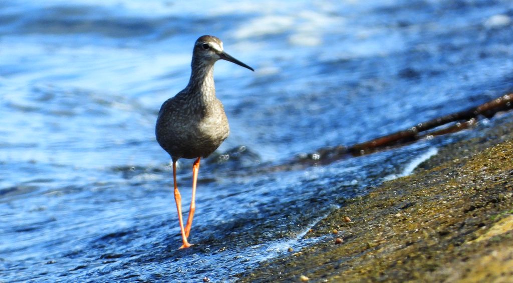 Krwawodziób (Tringa totanus)