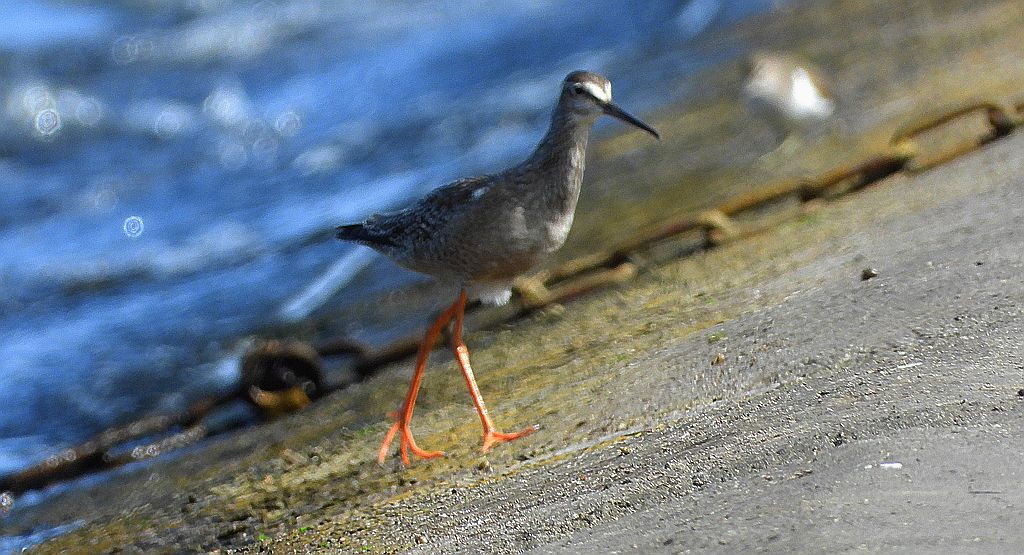 Krwawodziób (Tringa totanus)