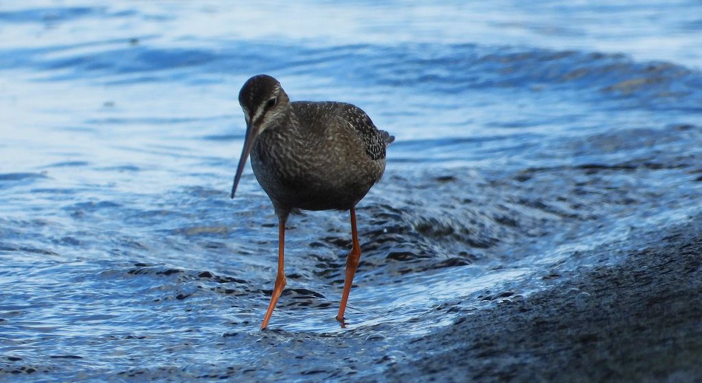 Brodziec śniady (Tringa erythropus)