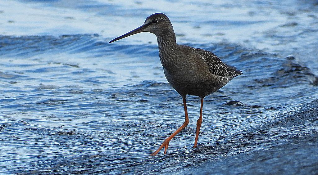 Brodziec śniady (Tringa erythropus)