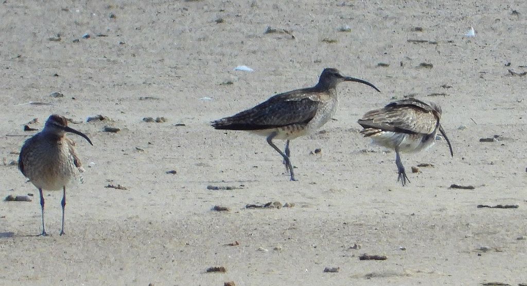 Kulik mniejszy (Numenius phaeopus)