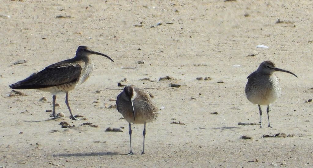 Kulik mniejszy (Numenius phaeopus)