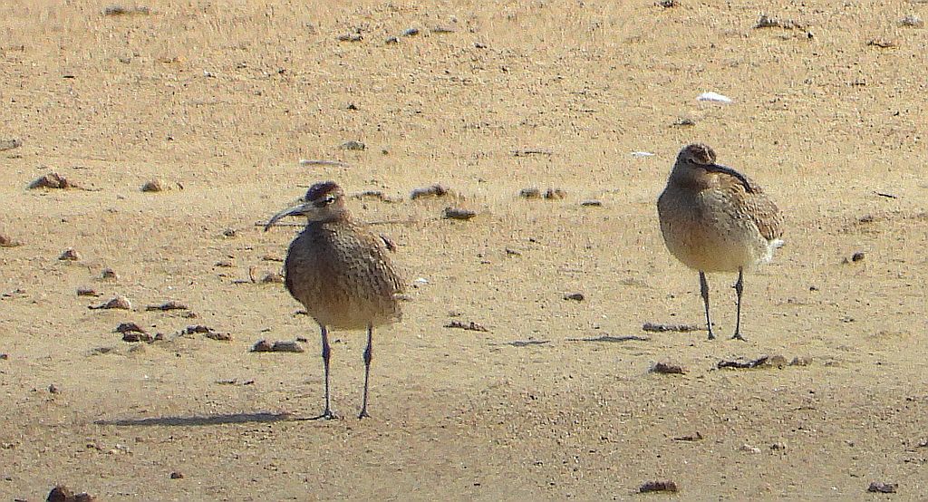 Kulik mniejszy (Numenius phaeopus)