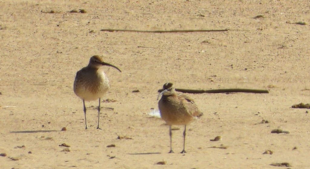 Kulik mniejszy (Numenius phaeopus)