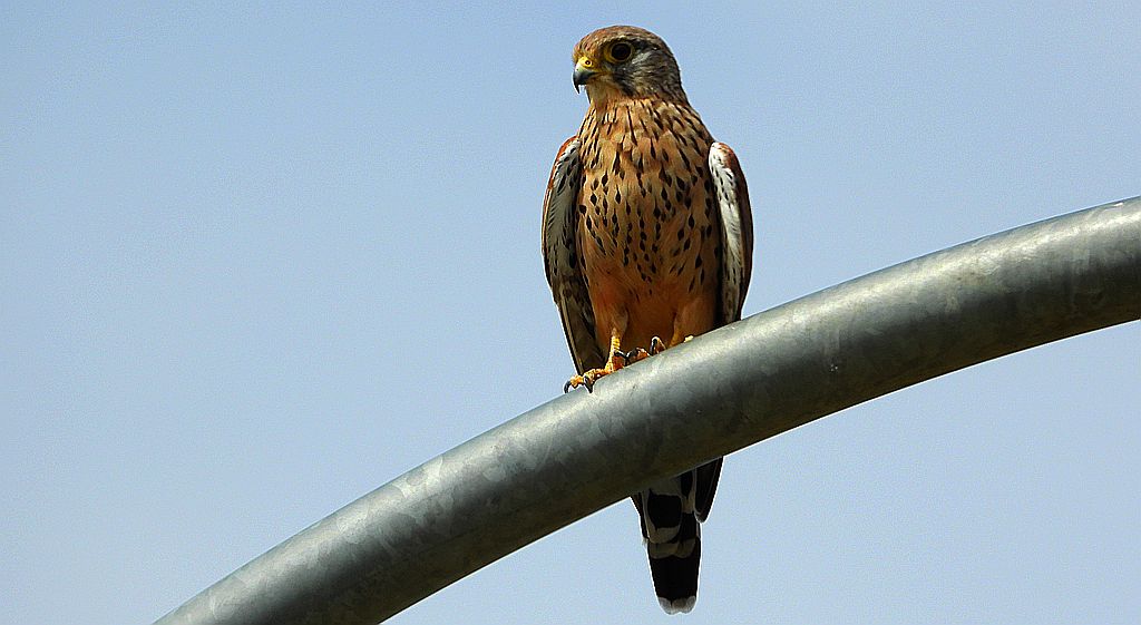 Pustułka zwyczajna, pustułka, sokół pustułka (Falco tinnunculus)
