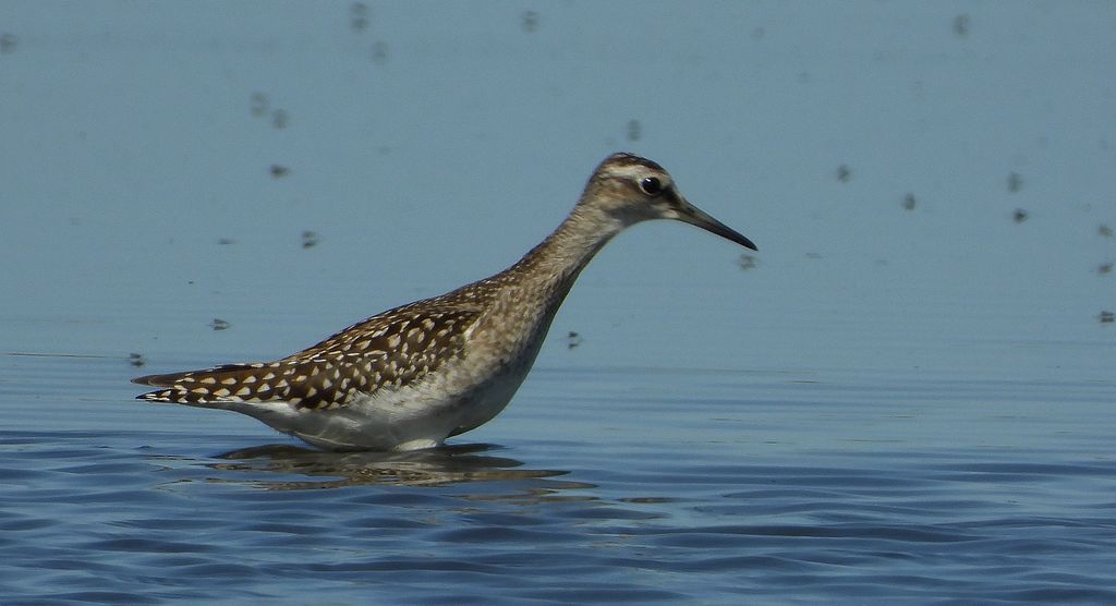 Łęczak, brodziec leśny, trawnik (Tringa glareola)