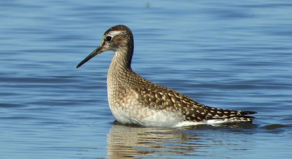 Łęczak, brodziec leśny, trawnik (Tringa glareola)