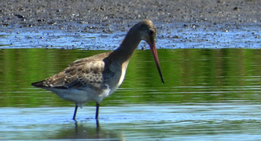 Rycyk, szlamik rycyk, szlamnik rycyk (Limosa limosa)