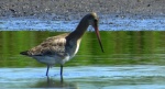 Rycyk, szlamik rycyk, szlamnik rycyk (Limosa limosa)