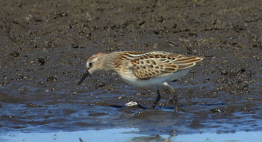 Biegus malutki (Calidris minuta)