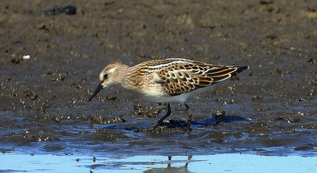 Biegus malutki (Calidris minuta)