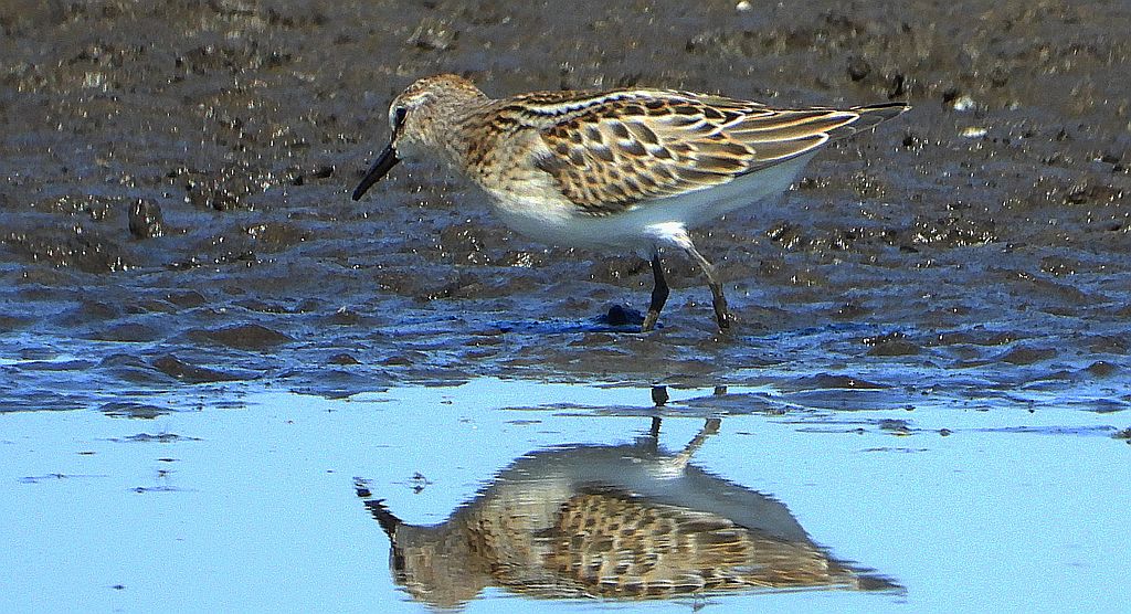 Biegus malutki (Calidris minuta)