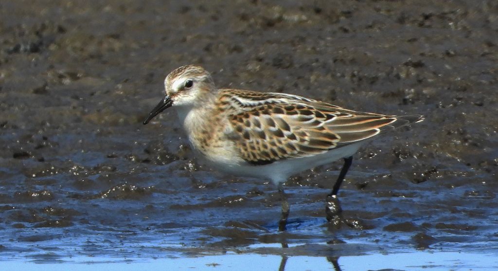 Biegus malutki (Calidris minuta)