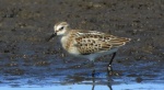 Biegus malutki (Calidris minuta)