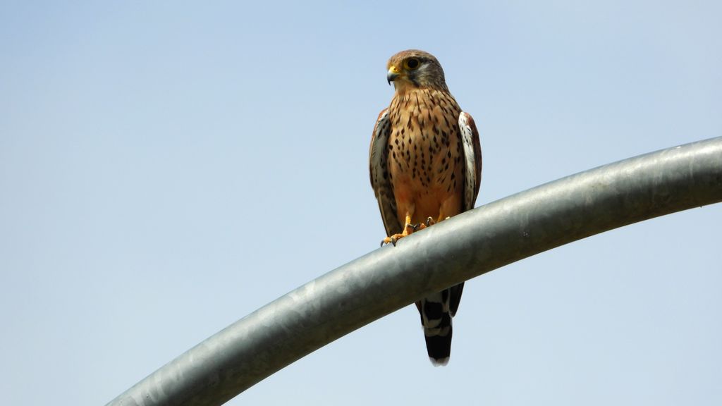Pustułka zwyczajna, pustułka, sokół pustułka (Falco tinnunculus)