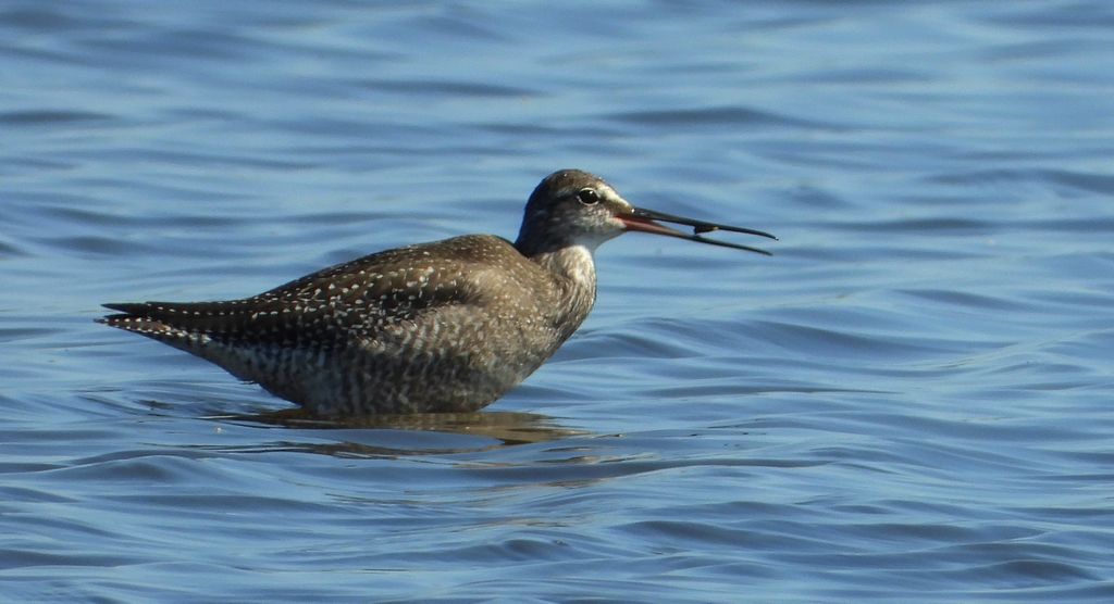 Brodziec śniady (Tringa erythropus)