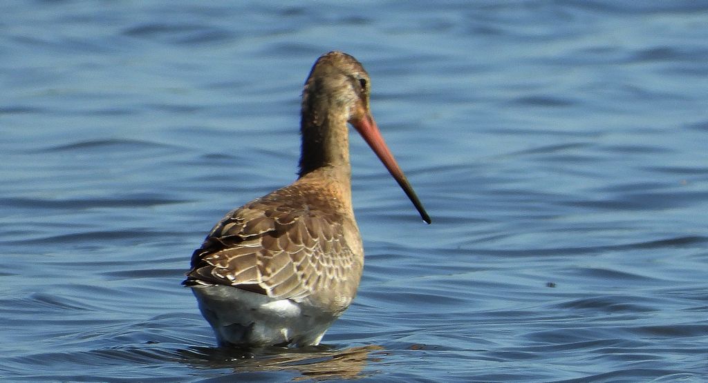 Rycyk, szlamik rycyk, szlamnik rycyk (Limosa limosa)