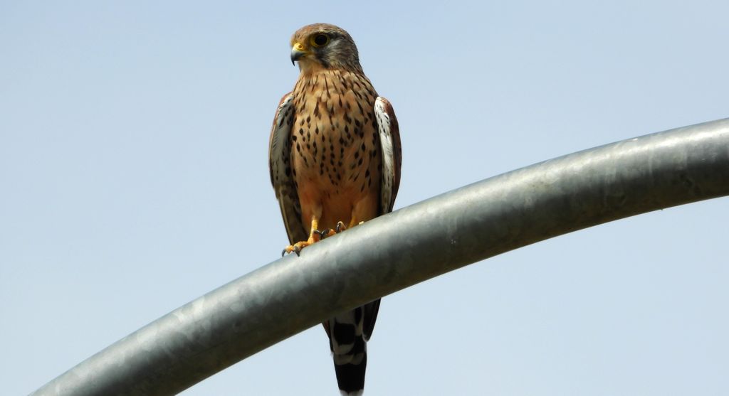 Pustułka zwyczajna, pustułka, sokół pustułka (Falco tinnunculus)