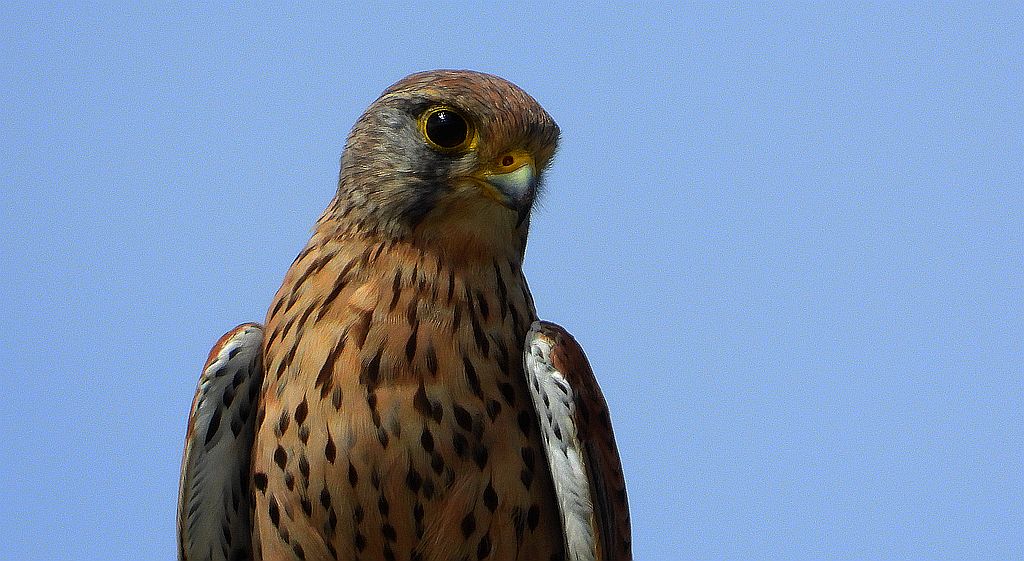 Pustułka zwyczajna, pustułka, sokół pustułka (Falco tinnunculus)