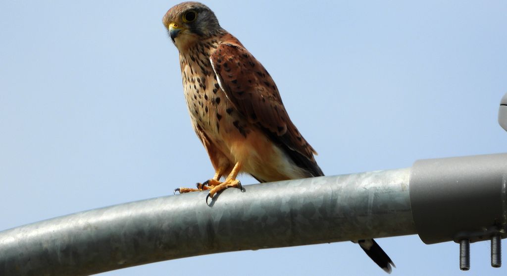 Pustułka zwyczajna, pustułka, sokół pustułka (Falco tinnunculus)