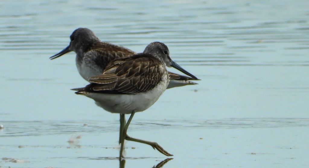 Kwokacz, brodziec kwokacz (Tringa nebularia)