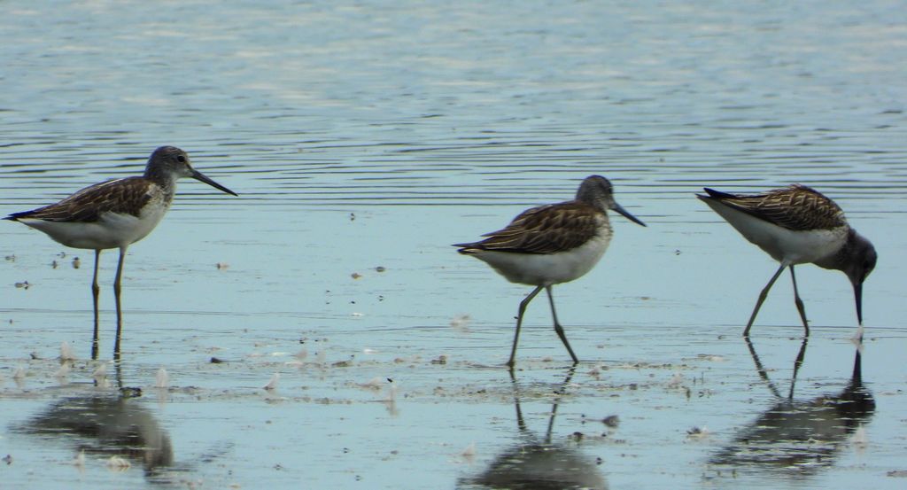 Kwokacz, brodziec kwokacz (Tringa nebularia)