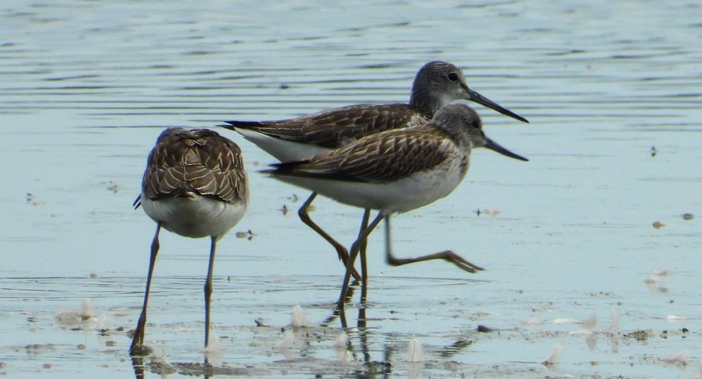 Kwokacz, brodziec kwokacz (Tringa nebularia)