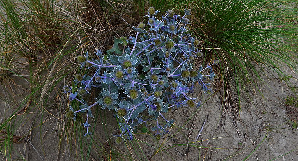 Mikołajek nadmorski (Eryngium maritimum)