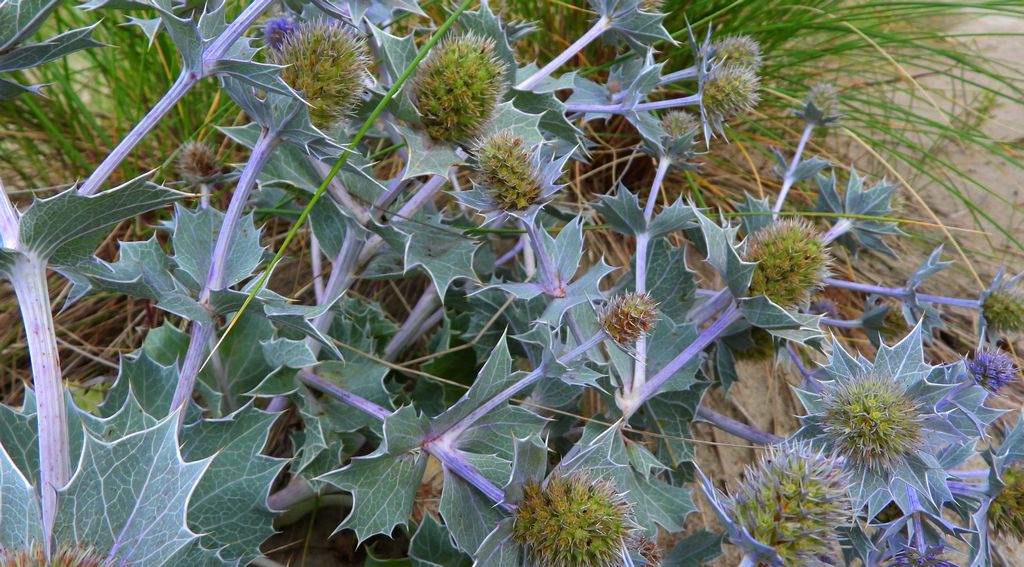 Mikołajek nadmorski (Eryngium maritimum)