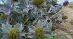 Mikołajek nadmorski (Eryngium maritimum)