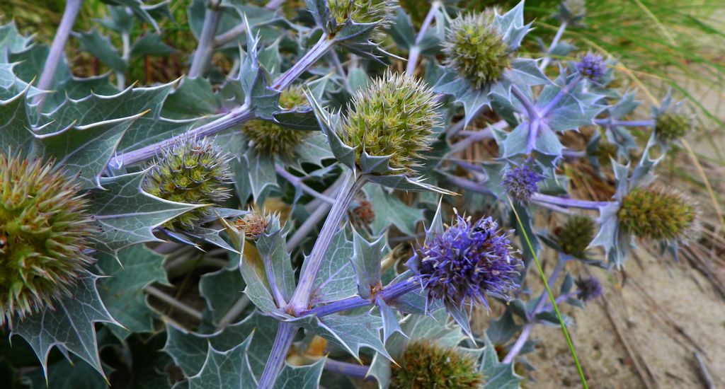 Mikołajek nadmorski (Eryngium maritimum)
