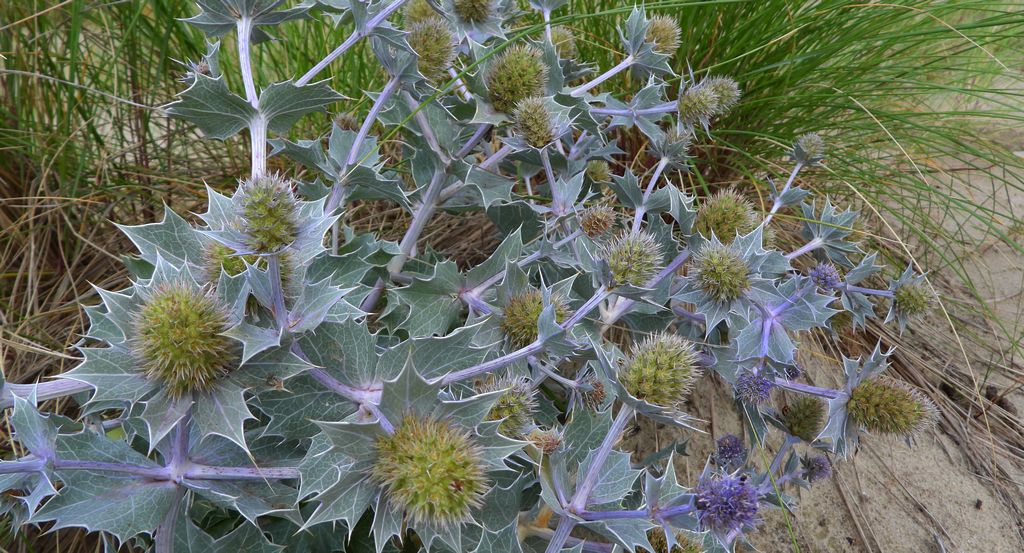 Mikołajek nadmorski (Eryngium maritimum)
