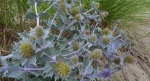 Mikołajek nadmorski (Eryngium maritimum)