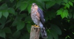 Krogulec zwyczajny, krogulec, jastrząb wróblarz (Accipiter nisus)