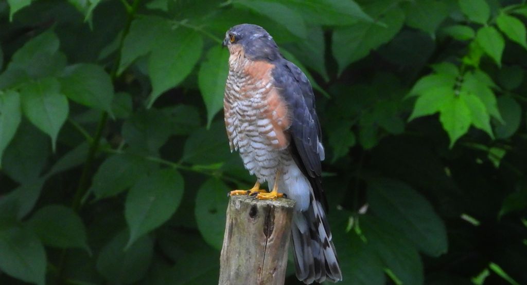 Krogulec zwyczajny, krogulec, jastrząb wróblarz (Accipiter nisus)