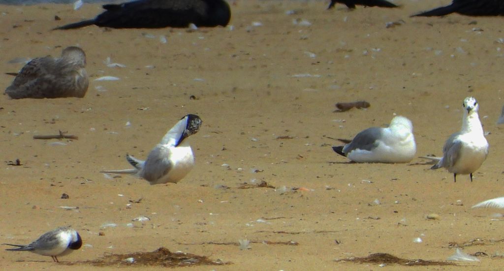 Rybitwa czubata (Thalasseus sandvicensis)