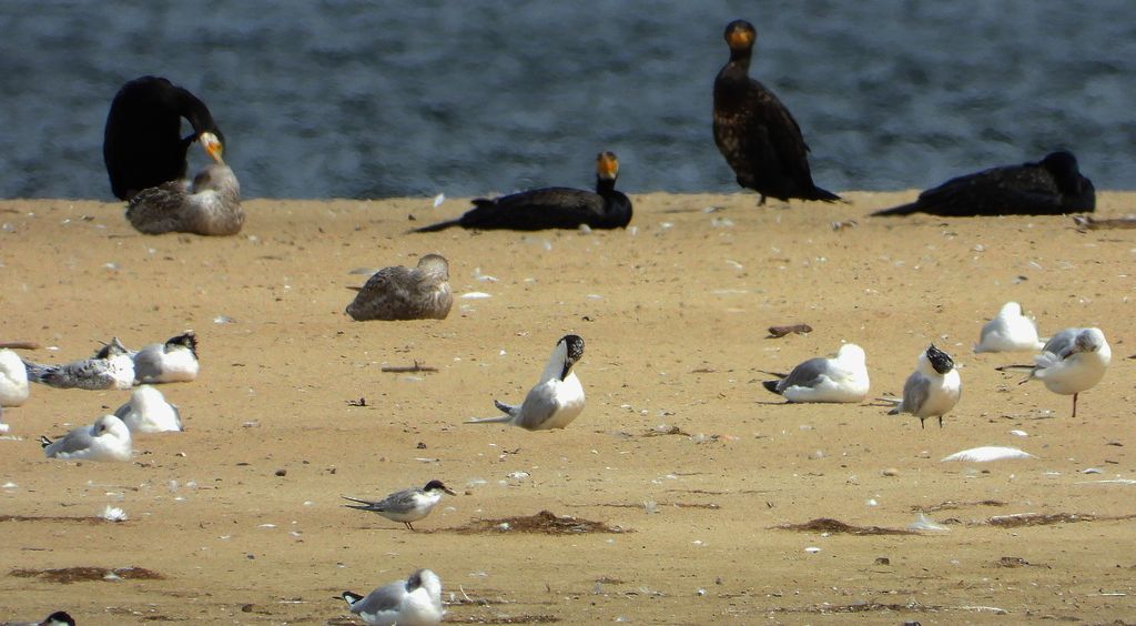 Rybitwa czubata (Thalasseus sandvicensis)