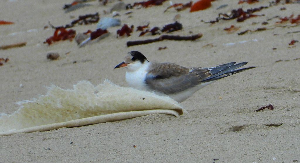 Rybitwa białoczelna (Sternula albifrons)