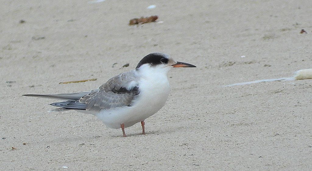 Rybitwa białoczelna (Sternula albifrons)