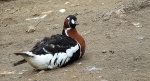 Bernikla rdzawoszyja (Branta ruficollis)