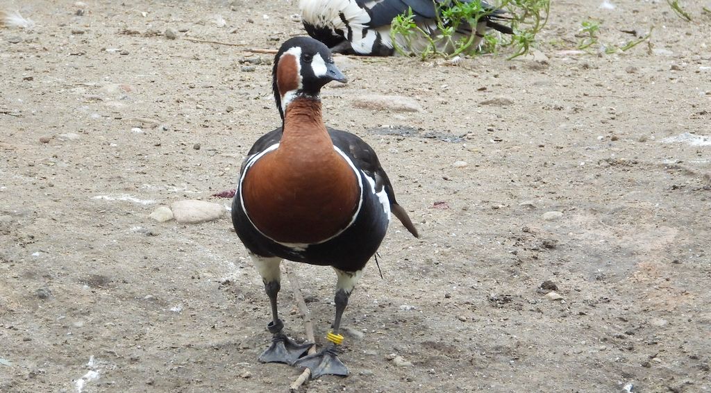 Bernikla rdzawoszyja (Branta ruficollis)