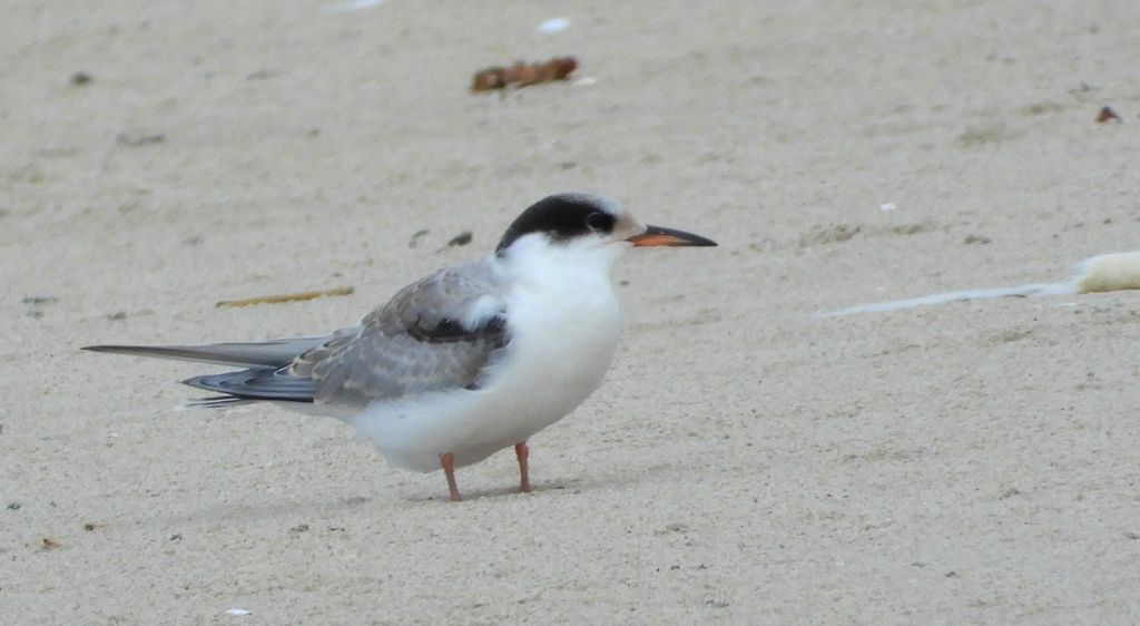 Rybitwa białoczelna (Sternula albifrons)