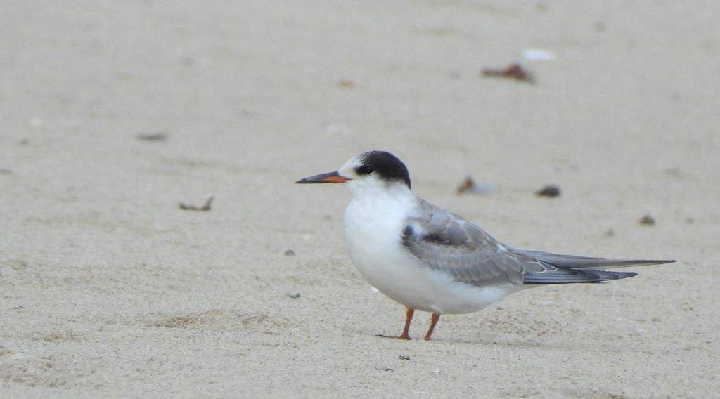 Rybitwa białoczelna (Sternula albifrons)