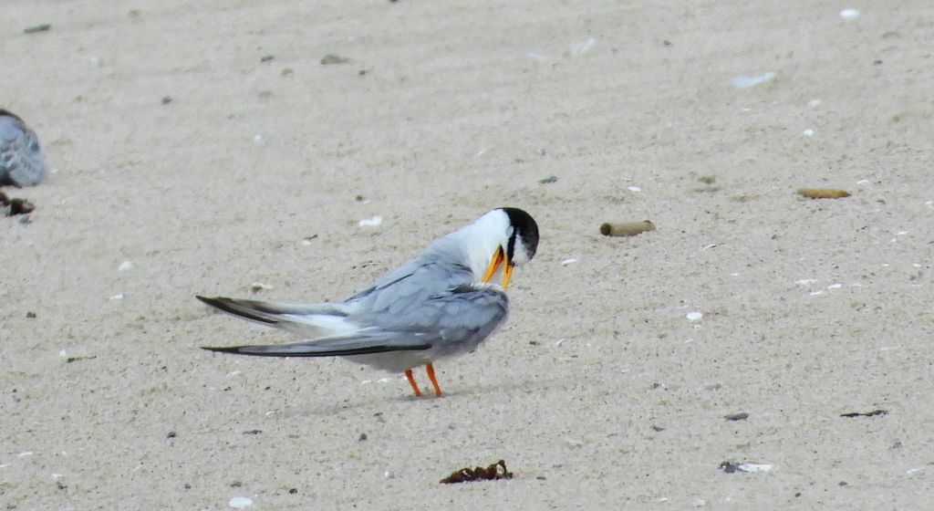 Rybitwa białoczelna (Sternula albifrons)