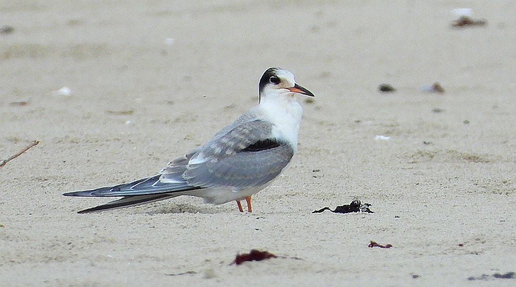 Rybitwa białoczelna (Sternula albifrons)