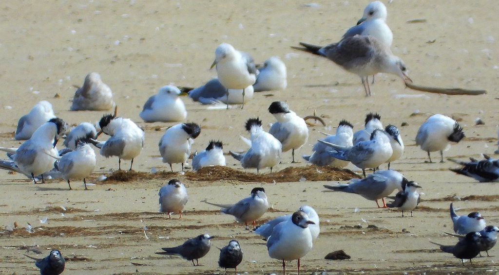 Rybitwa czubata (Thalasseus sandvicensis)