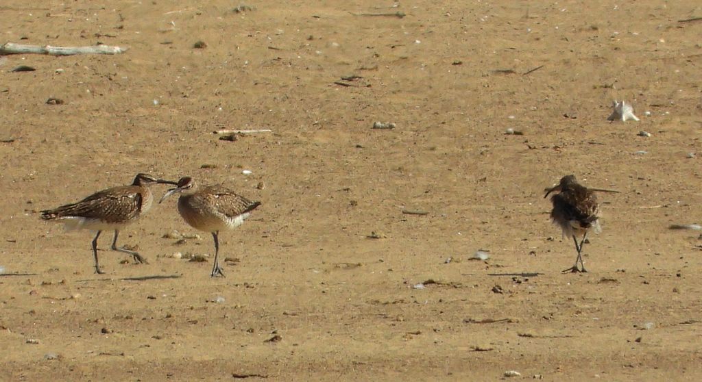 Kulik mniejszy (Numenius phaeopus)