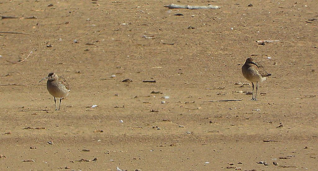 Kulik mniejszy (Numenius phaeopus)