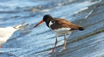 Ostrygojad zwyczajny, ostrygojad (Haematopus ostralegus)