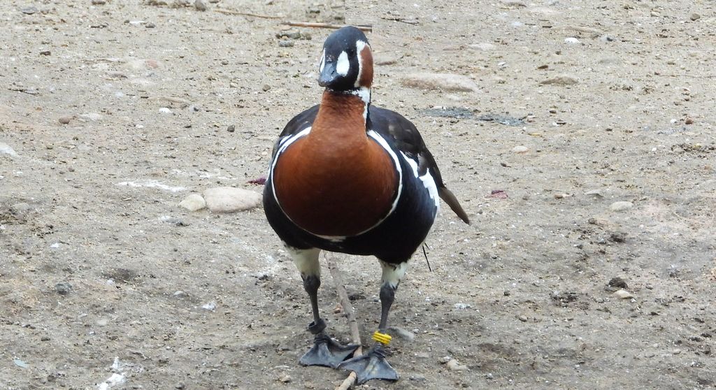 Bernikla rdzawoszyja (Branta ruficollis)